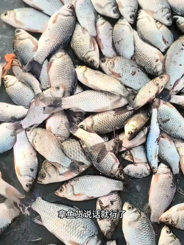 寒冬空军频现,这款臭饵凭啥上鱼快,藏啥秘密?
