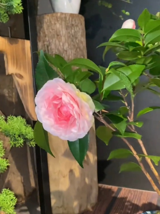 茶花家中放,家中红又旺!