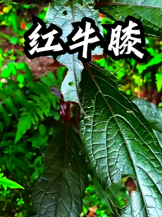 红牛膝也叫倒扣草,感觉身体头气血不通,可以用点红牛膝泡水喝
