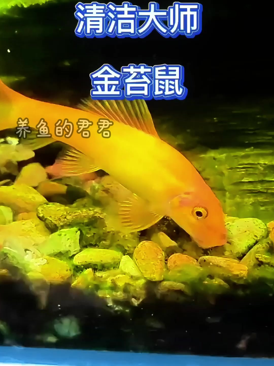 鱼缸里的清洁大师,金苔鼠,工具鱼,鱼缸里都要养的鱼!