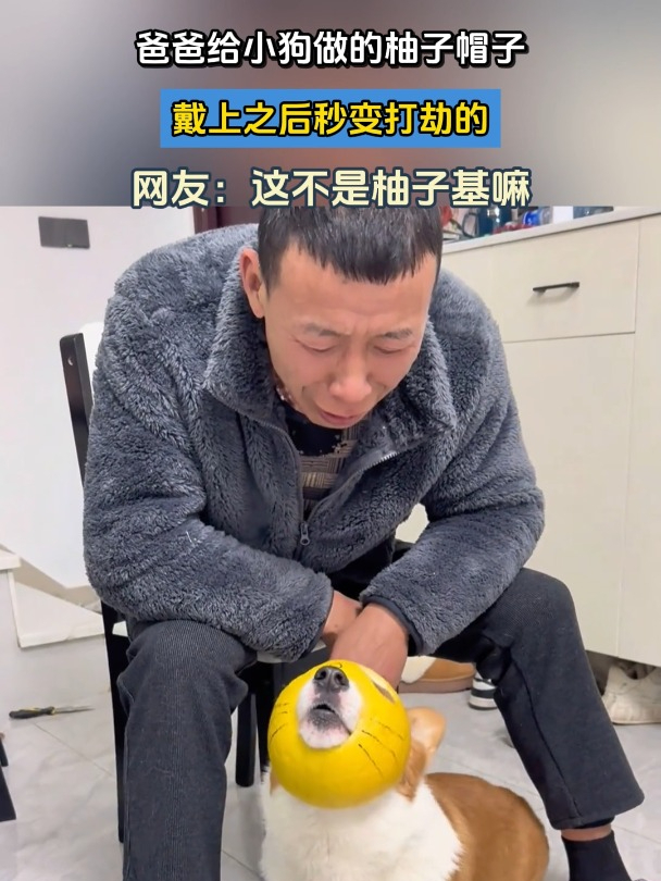 爸爸给小狗做的柚子帽子,戴上之后秒变打劫的