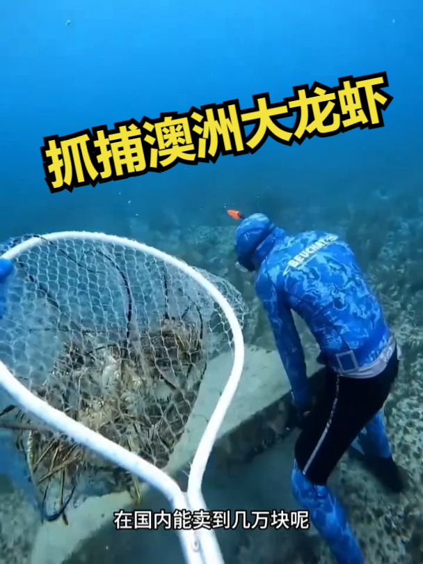 小哥抓捕澳洲大龙虾