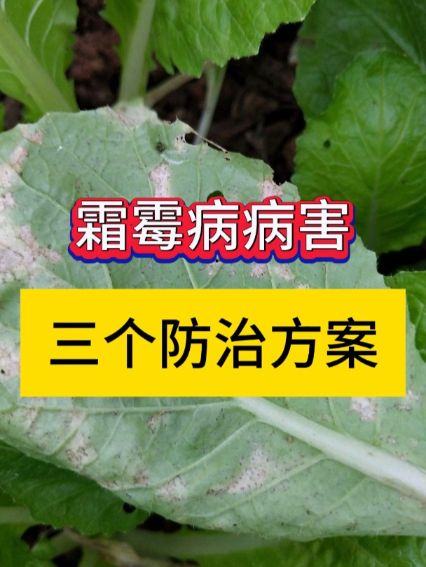 霜霉该如何防治呢?3个霜霉病的防治方案