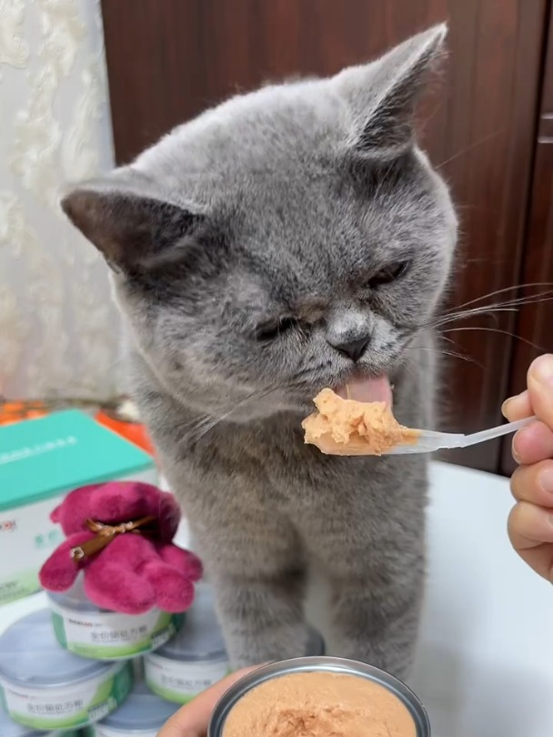 平时喝水少,嘘嘘不顺畅的宝贝一定要安排上拜卡泌尿处方罐!