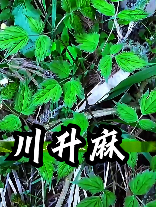 川升麻也叫龙眼根,如果不小心受了风寒,川升麻能帮你驱散寒气