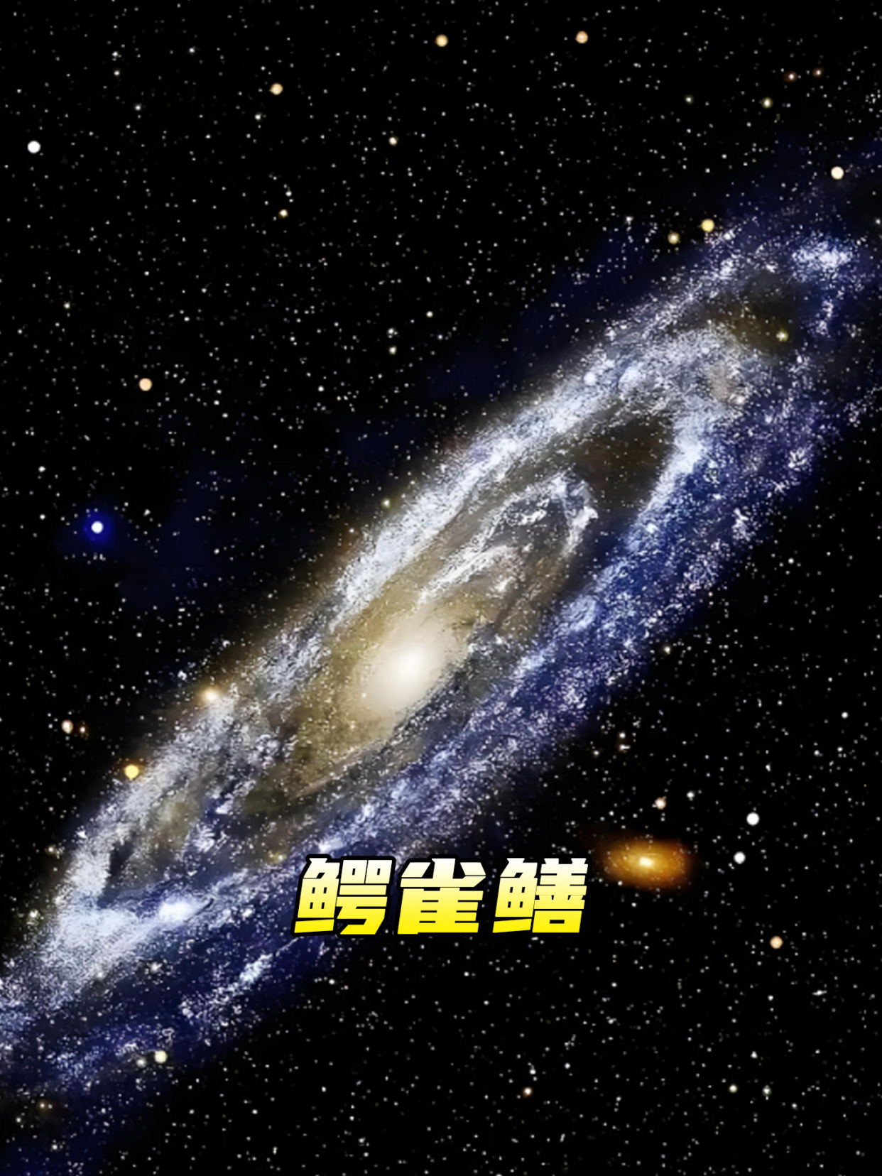 鳄雀鳝是什么鱼,为什么这么难抓