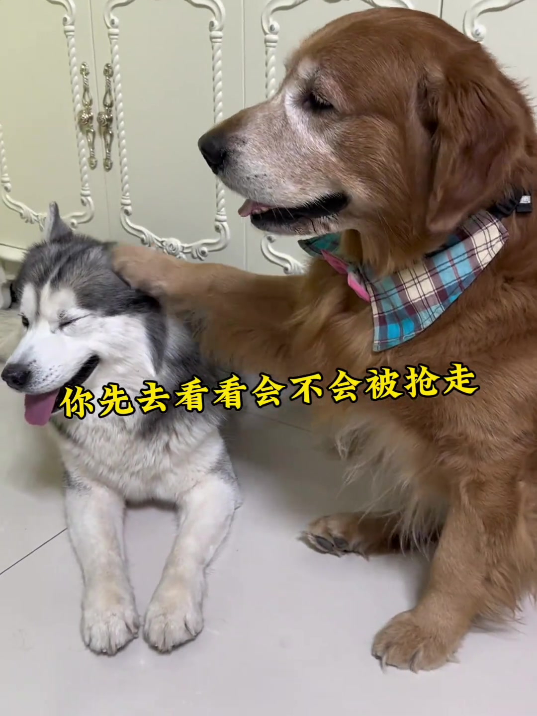 看面包这丰富的表情应该是都听明白了吧