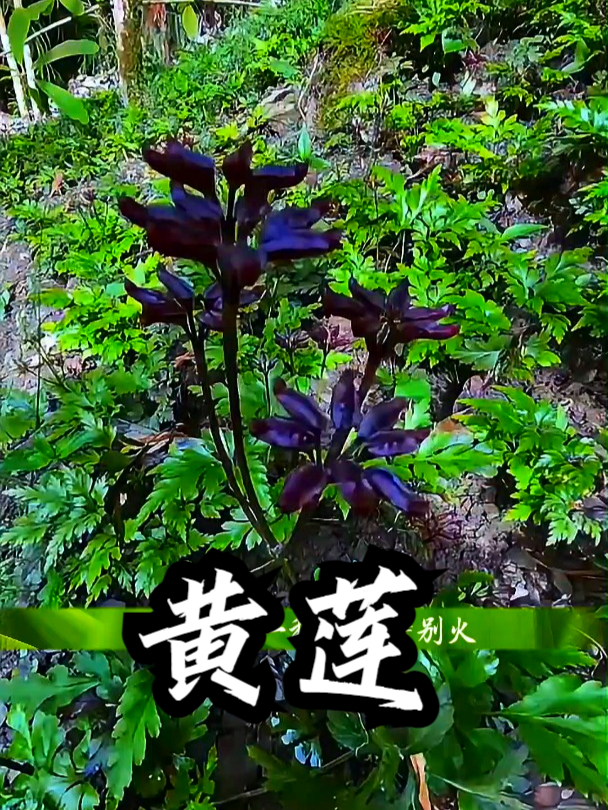 黄莲也叫鸡爪连,如果嘴巴里长了个小泡泡,可以用黄莲泡茶喝