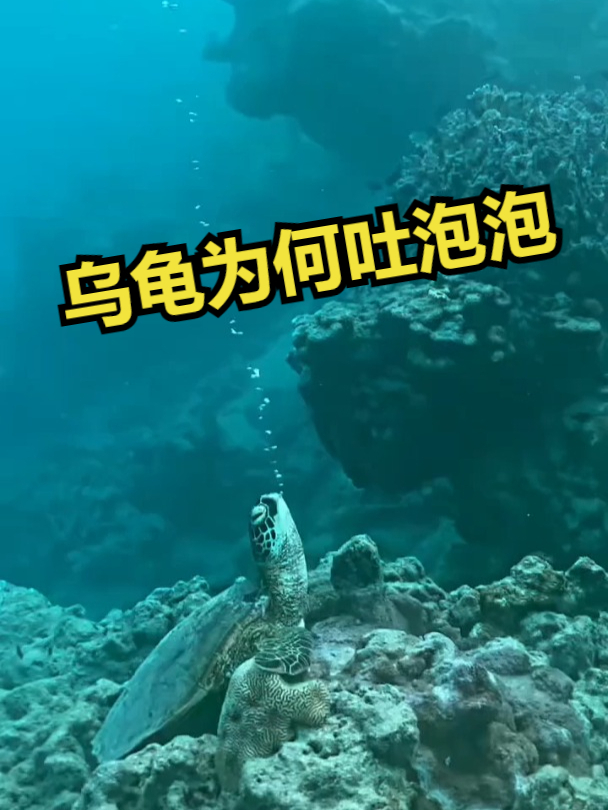 乌龟在海底为何吐泡泡