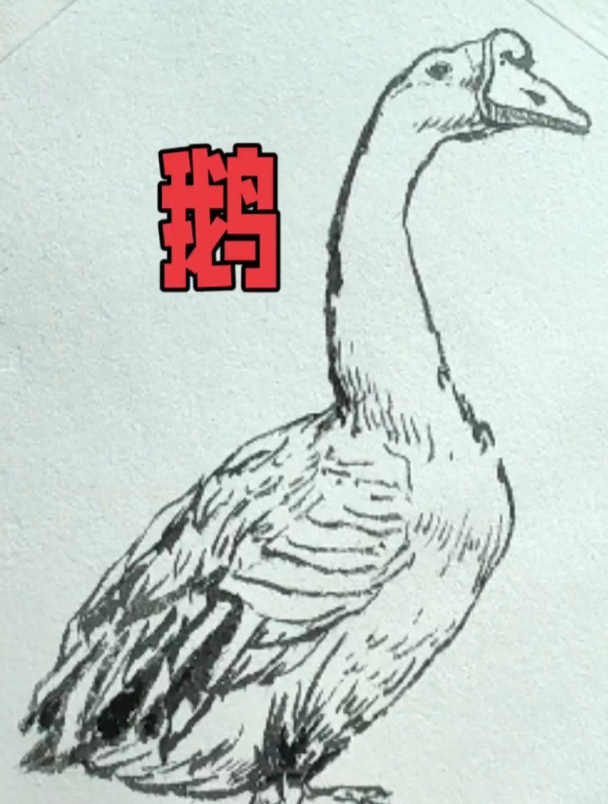 鹅的线描简笔画画法,简单生动的绘画效果
