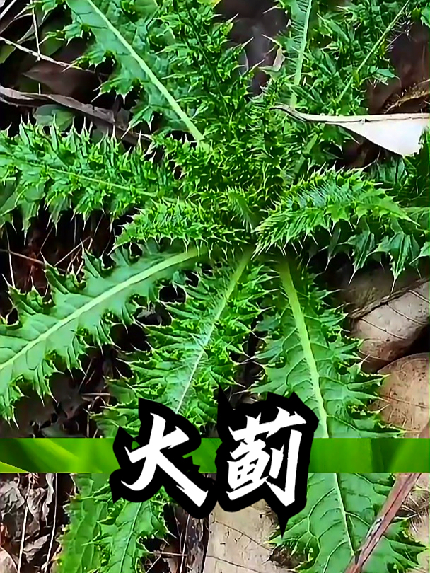 大蓟也叫金鸡草,感觉口干舌燥喉咙也不舒服,可以用大蓟煮水喝