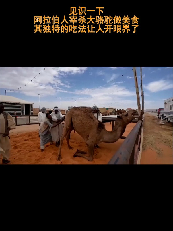 阿拉伯宰杀大骆驼做美食,吃法新奇,让人大开眼界