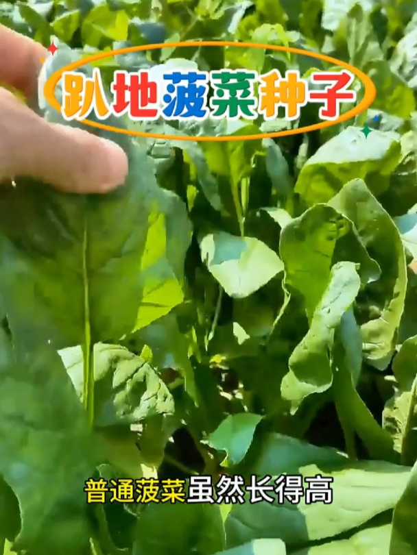 零下照常生长,老品种趴地菠菜,口感比普通菠菜更好!