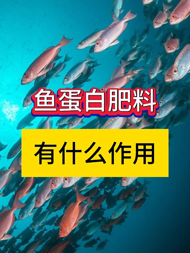 鱼蛋白肥料有效果吗?该用多大量合理?聊聊鱼蛋白的作用和功效
