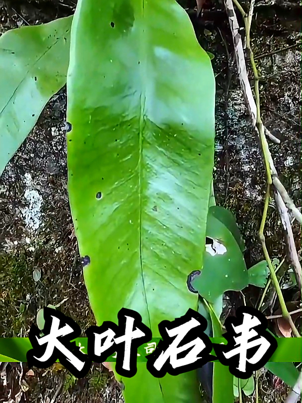 大叶石韦也叫石皮,如果感觉肺里不舒服,可以用大叶石韦泡水喝