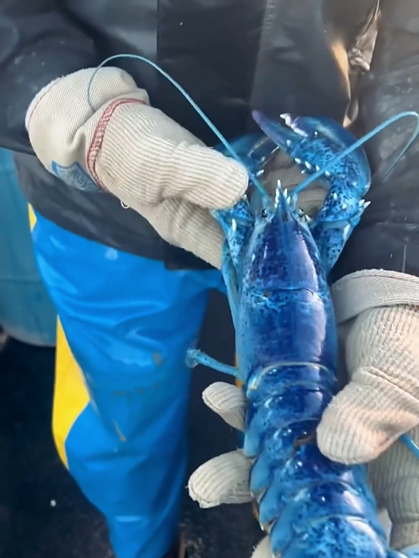 海里蓝色的龙虾到底有多稀有?