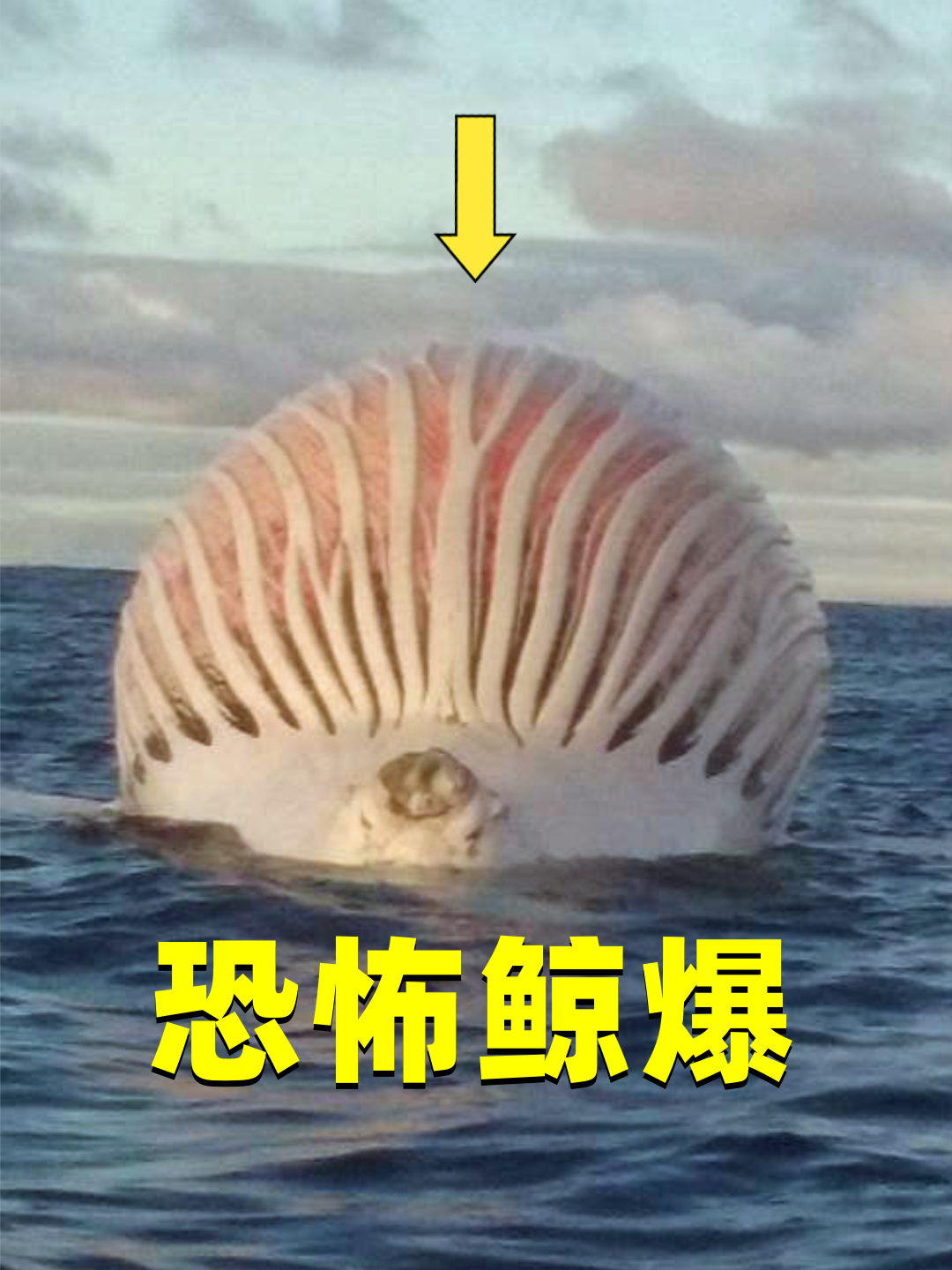 大自然的生化炸弹,鲸爆到底有多恐怖?鲸鱼为什么会爆炸?