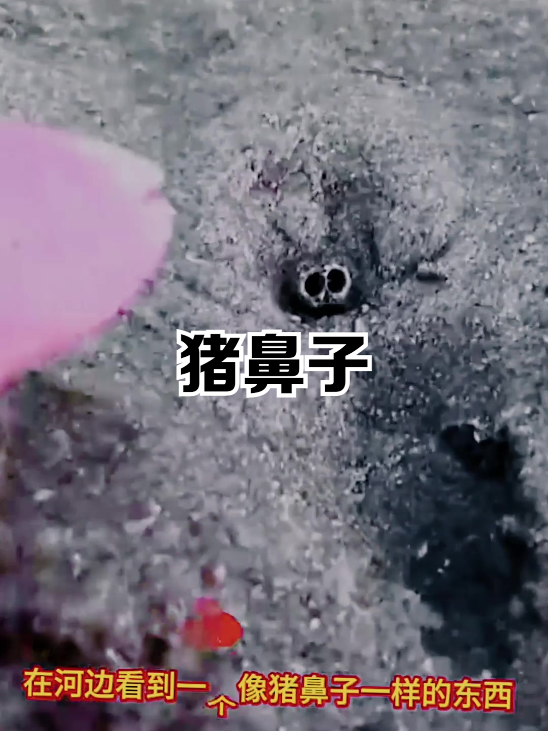 长着猪鼻子的甲鱼