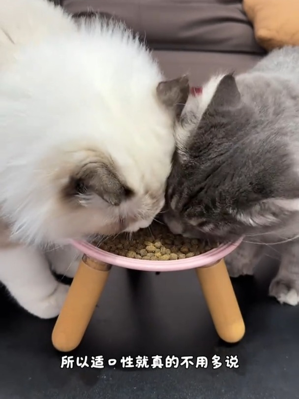 弗列加特2.0鲜肉猫粮,80%高鲜肉含量,采用鲜肉标准化处理系统