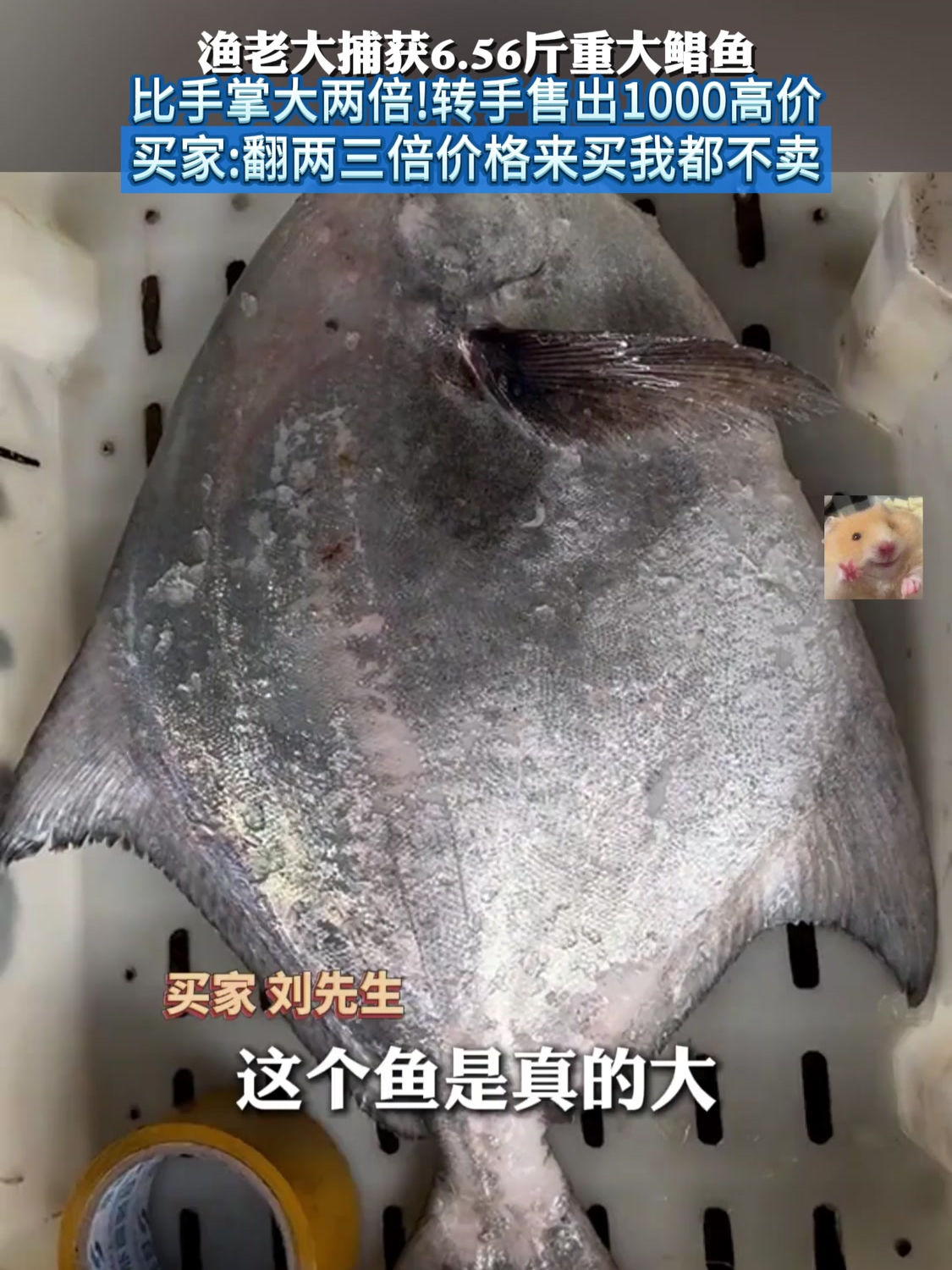 渔老大捕获6.56斤重大鲳鱼,比手掌大两倍!转手售出1000高价