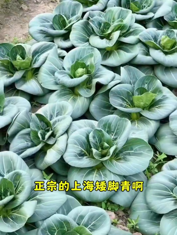 每到冬季家家户户都喜欢吃的苏州青青菜,打霜之后,菜非常好吃