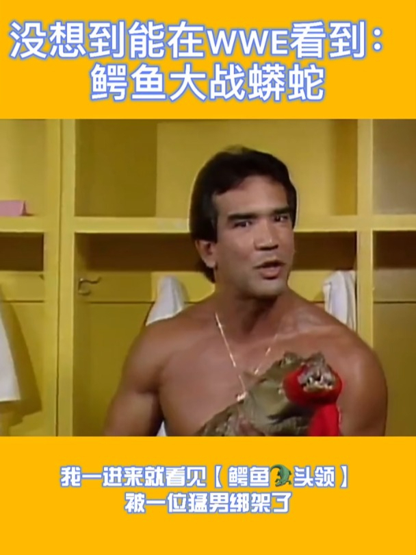没想到能在WWE看到:鳄鱼大战蟒蛇