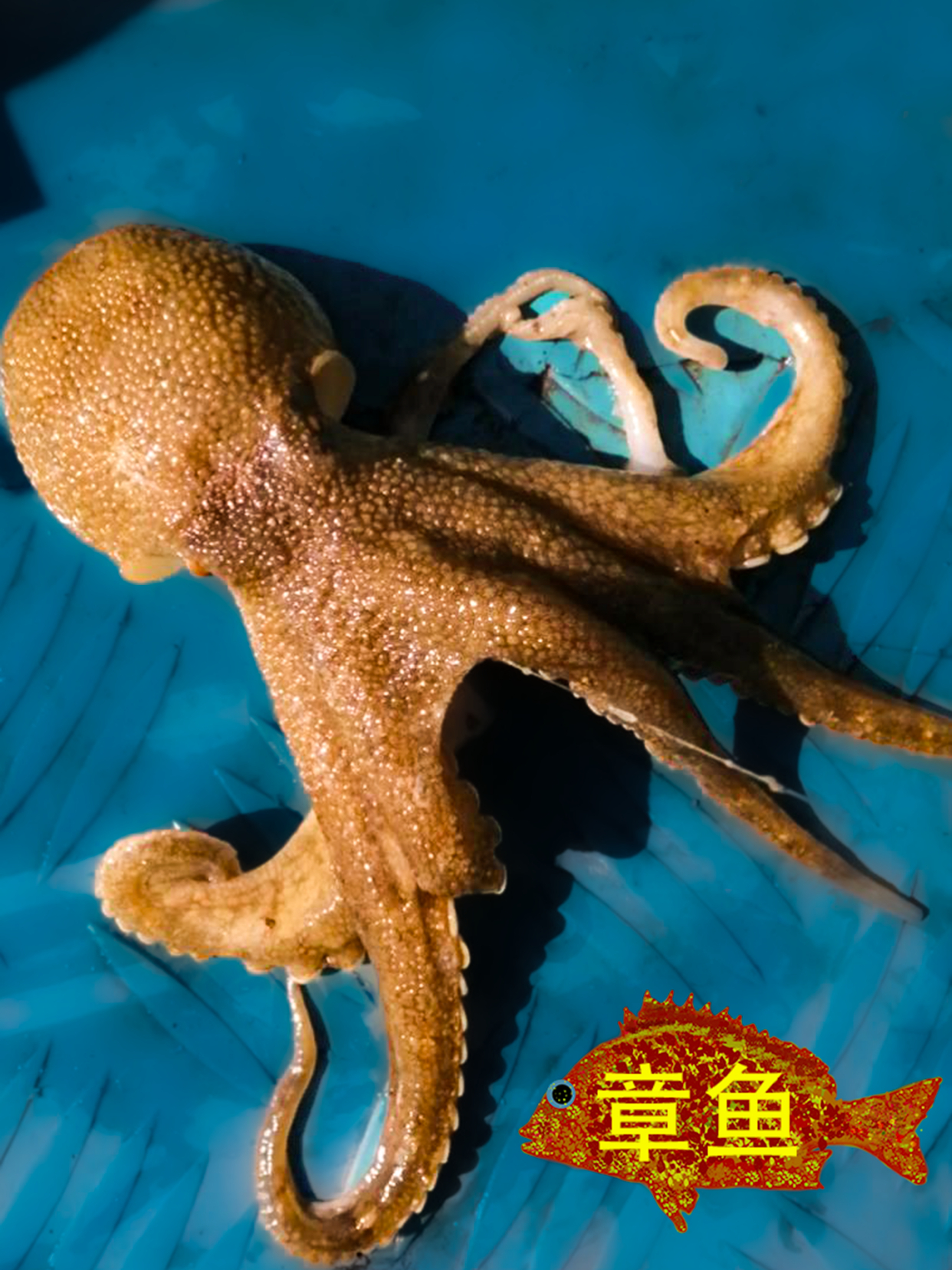 哈哈 钓到一个外星人 八爪鱼 章鱼 真蛸