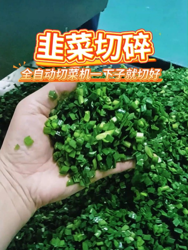 感受科技力量,全自动切菜机切碎韭菜超轻松
