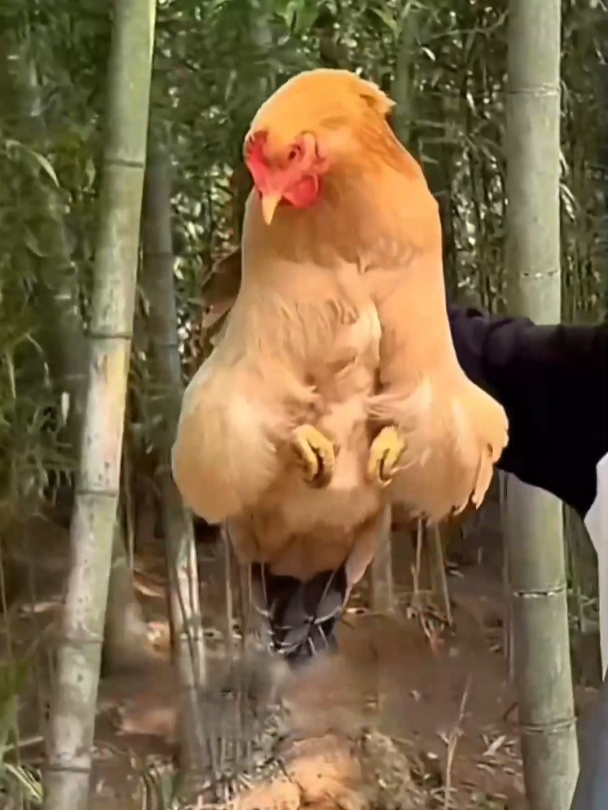 天然散养土鸡,现在买价格很美丽