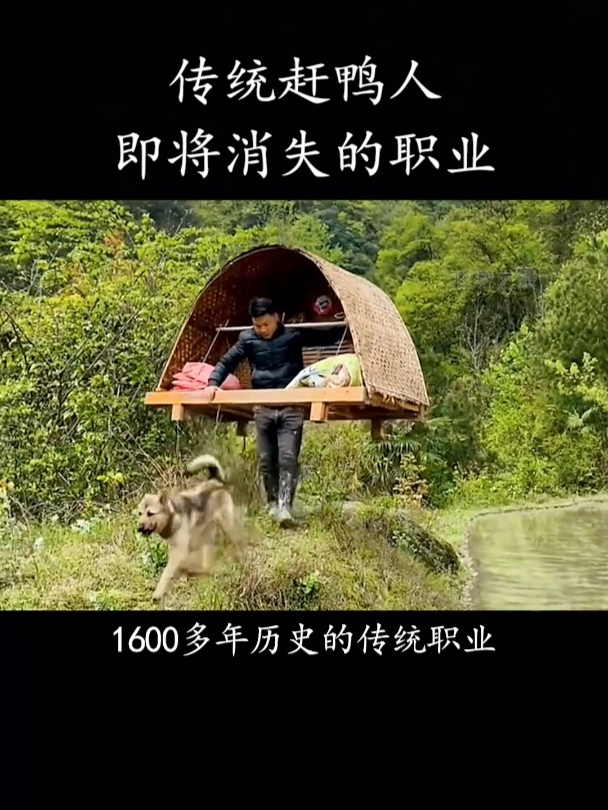 传统赶鸭人,即将消失的职业!
