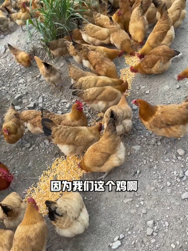 想喝鲜鸡汤?高山散养土鸡安排上