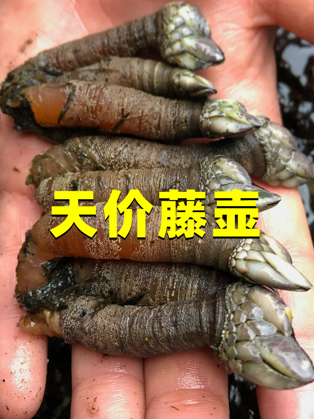 1斤卖到200欧元,天价的鹅颈藤壶,竟是海洋里的恶魔?