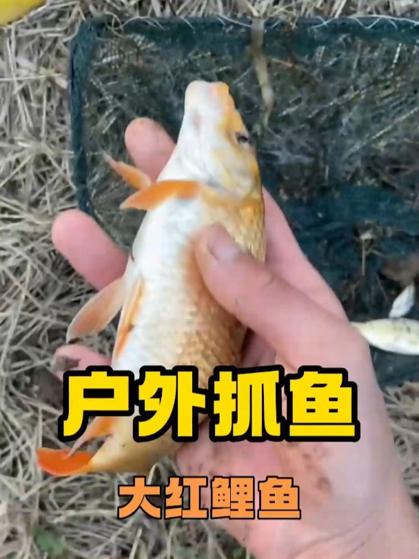 话还没说完就捞到一条大红鲤鱼