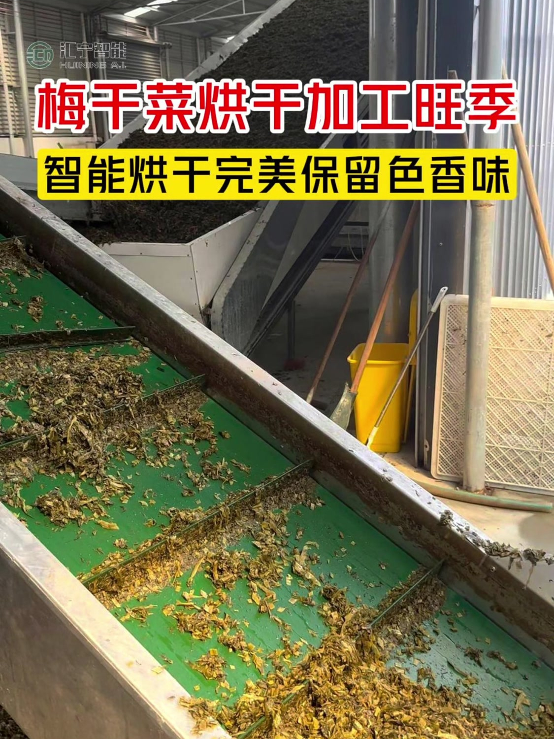 梅干菜烘干加工旺季,一批次烘干十几吨