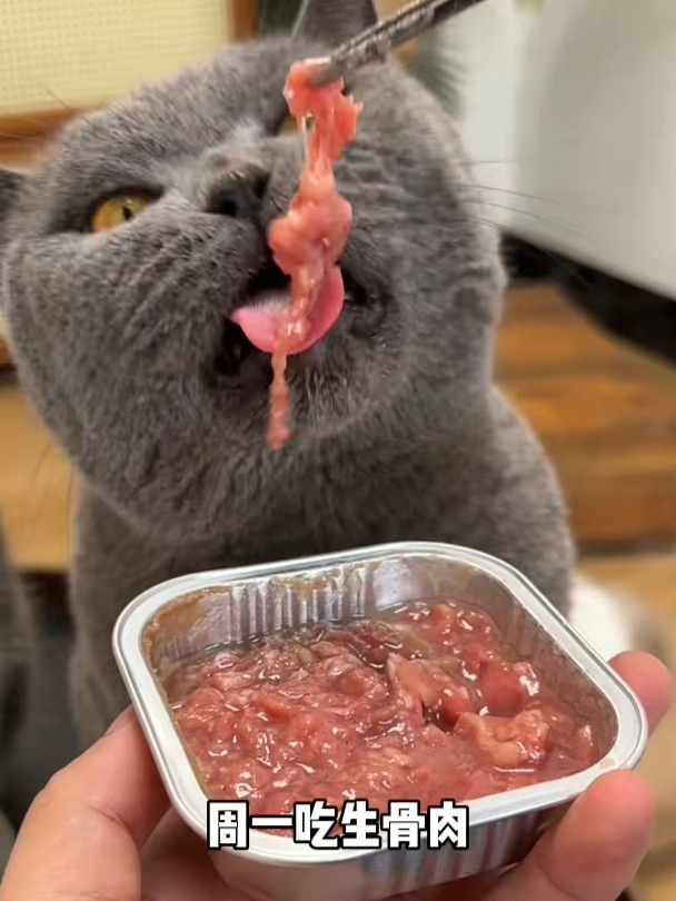猫咪是纯肉食动物,喂猫粮的同时可以适当喂一些生骨肉