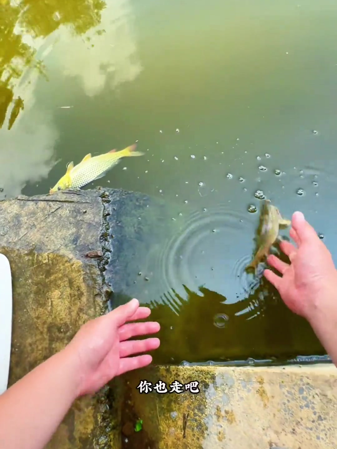 真是没想到这个桥洞下竟然这么藏鱼,户外野钓