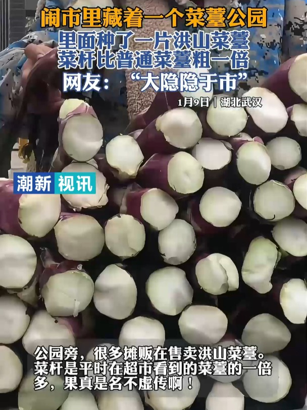 这里的洪山菜薹是真粗,慕了慕了