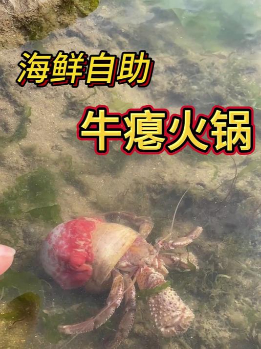 自助海鲜牛瘪火锅,现抓现吃就是鲜