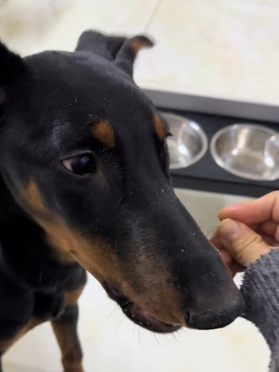 养宠家庭想要宝贝牙齿好,快安排上冻干鸡脖,磨牙又解馋