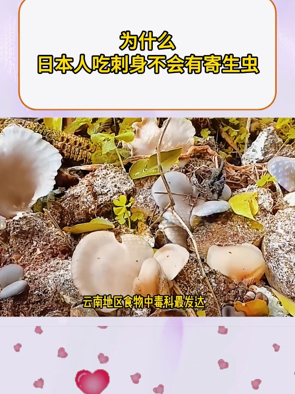 为什么日本人吃刺身不会有寄生虫