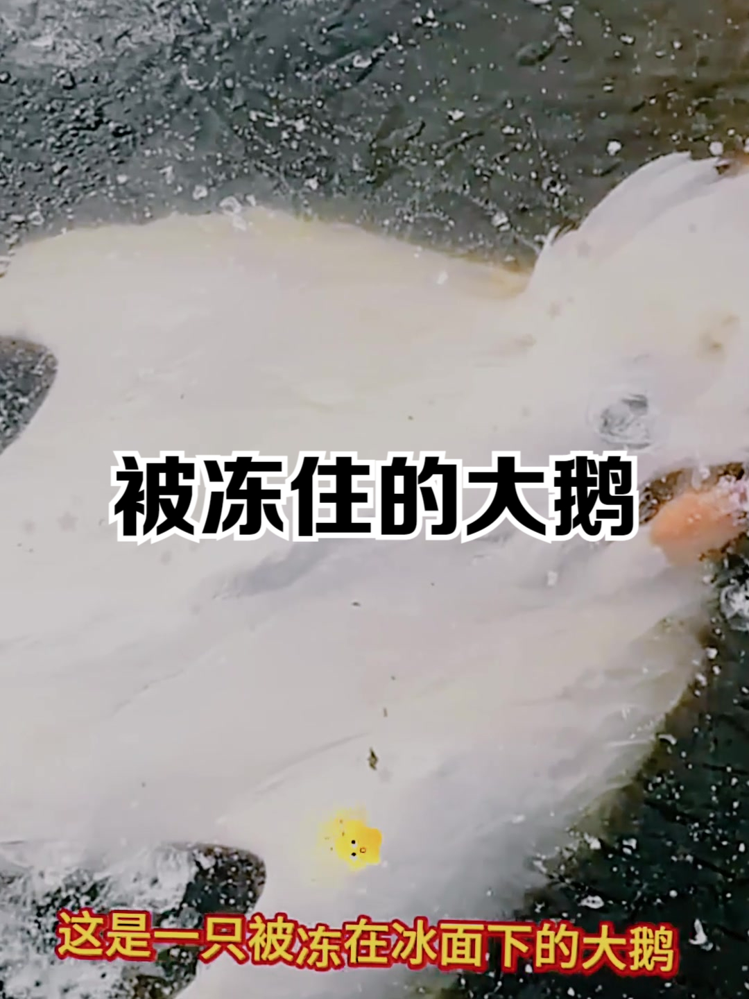 大鹅被冻在冰面下了
