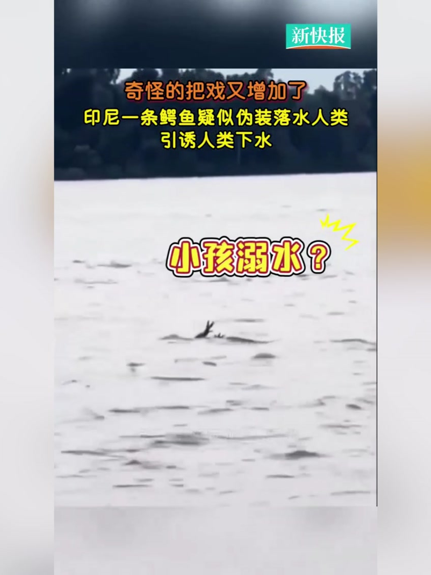 印尼一条鳄鱼疑似伪装落水人类,引诱人类下水