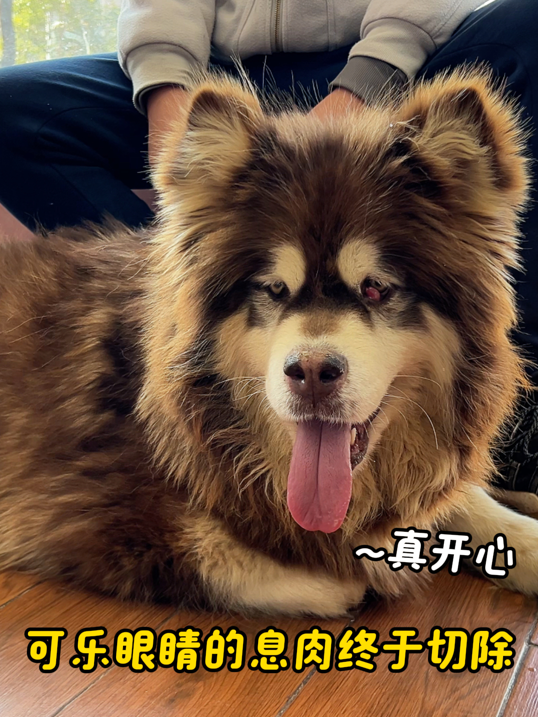 带阿拉斯加切除眼睛息肉,这大个子居然害怕打针,撒娇卖萌太可爱