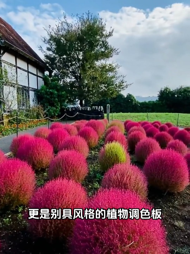 它能做成扫帚,也能做成锅刷,你知道它叫什么吗?