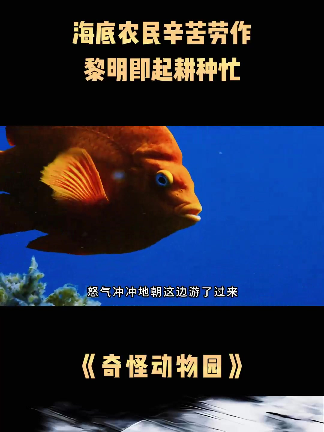 海边树影婆娑,路上鱼跃人欢