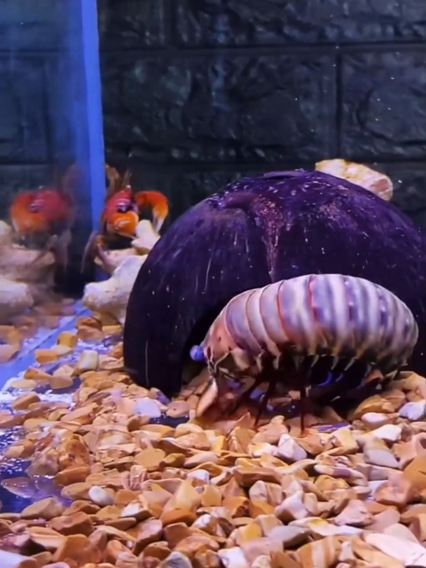 这螃蟹真强势,完全不把螳螂虾放在眼里,结果被锤得惨不忍睹!