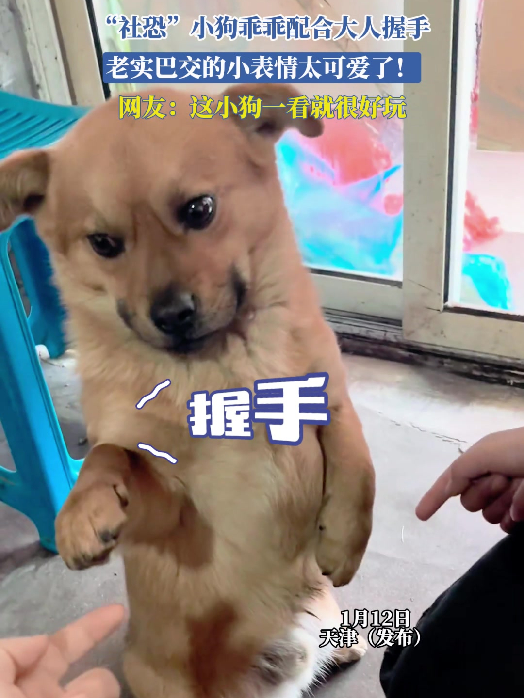 “社恐”小狗乖乖配合大人握手,老实巴交的小表情太可爱了