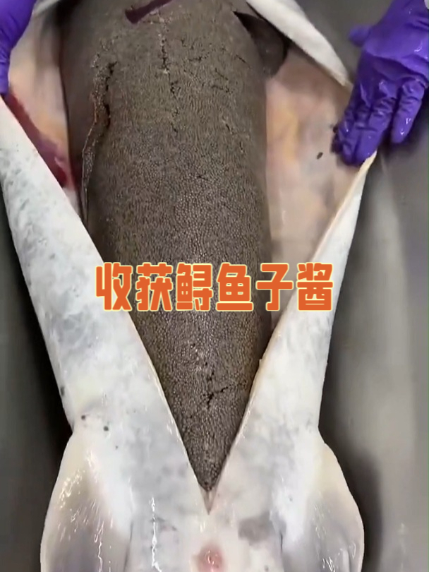 收获鲟鱼子酱:一窥奢华食品出产的奥秘