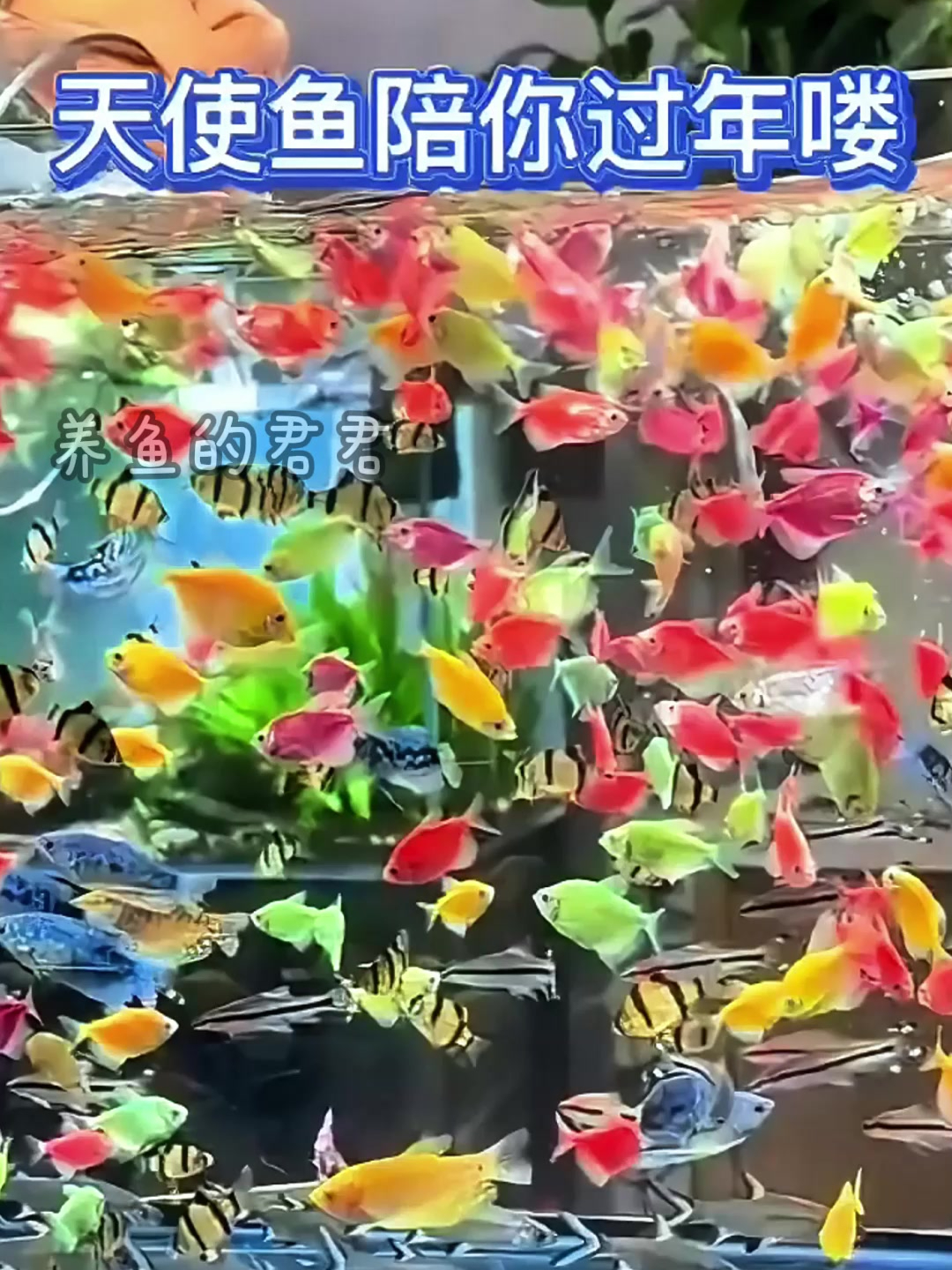 过年就养天使鱼,五颜六色的天使鱼也太好看了!
