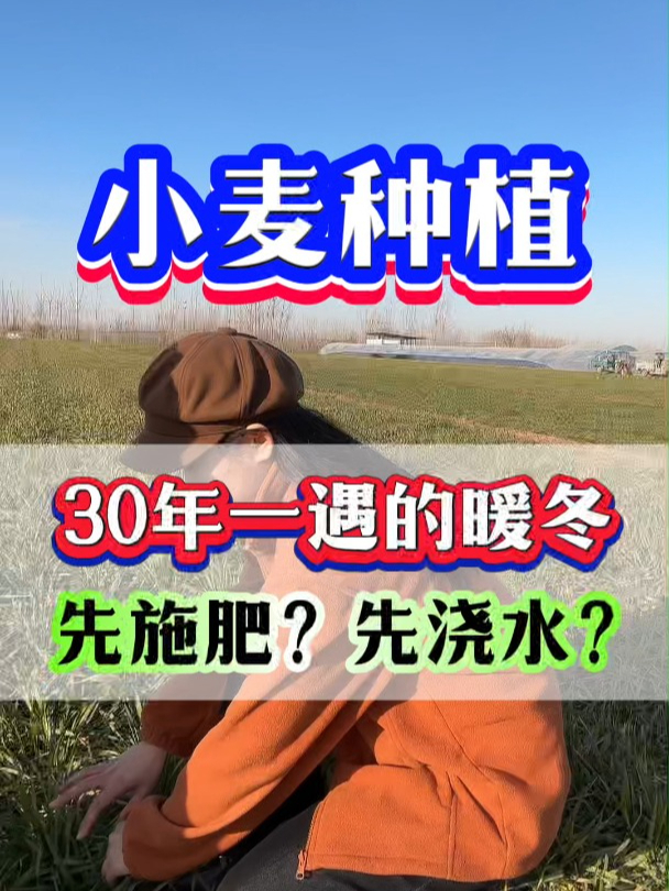 30年一遇的暖冬,小麦是先浇水还是先施肥?